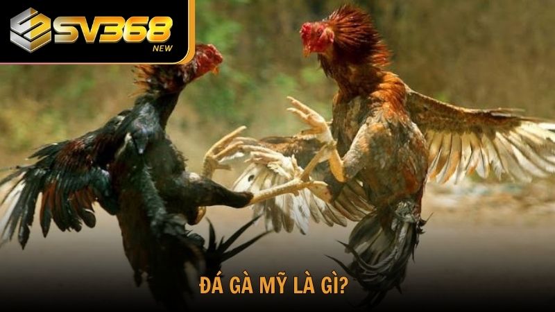Tìm hiểu về giống gà chọi Mỹ