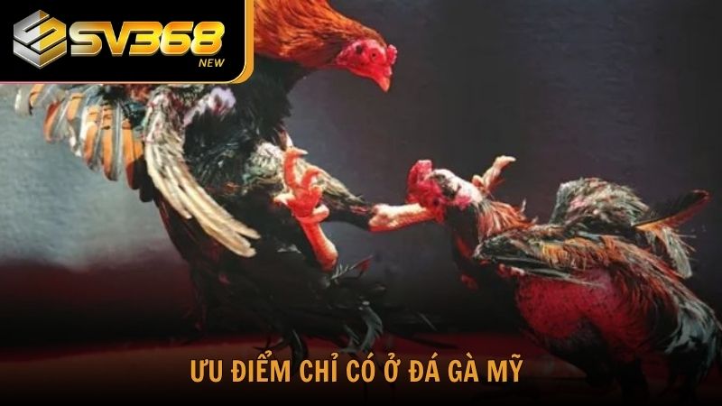 3 ưu điểm chỉ có ở đá gà Mỹ